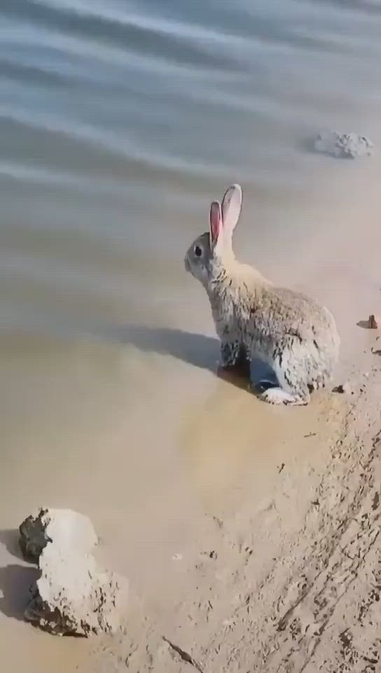 This may contain: a rabbit is sitting in the sand at the water's edge