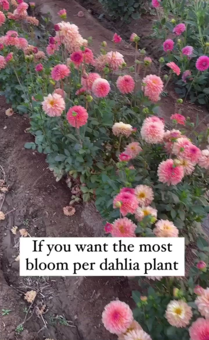 This may contain: pink and white flowers in the dirt with a quote on it that says if you want the most bloom per dahla plant