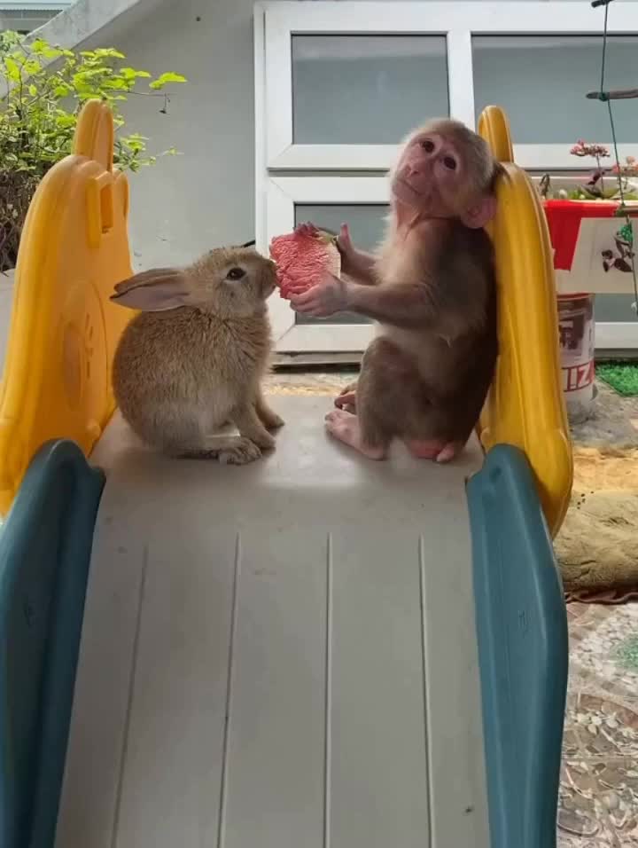 This may contain: a baby monkey playing with a rabbit on a slide in a backyard area that looks like it is having fun