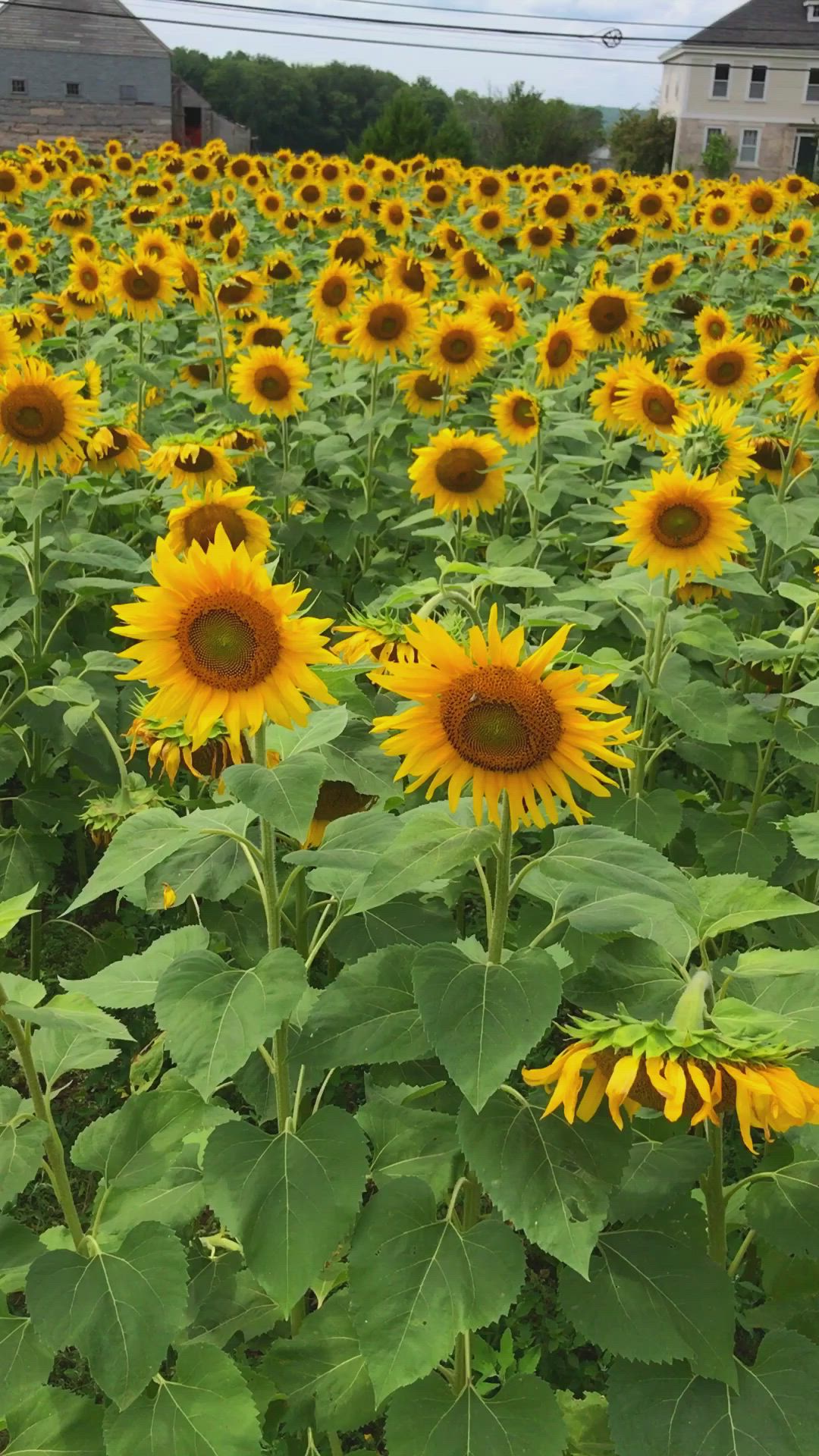 This may contain: a field full of sunflowers with houses in the background