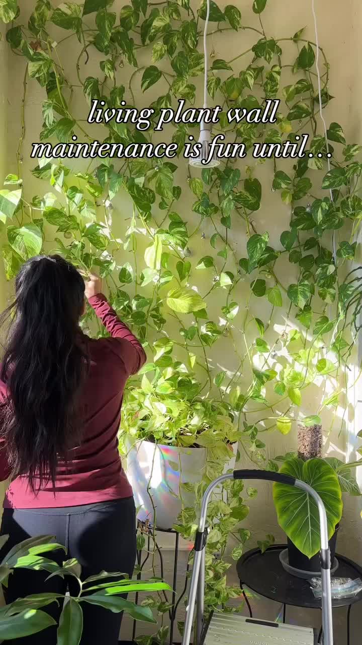 This may contain: a woman is hanging plants on the wall with her arms in the air, and there is a quote above it