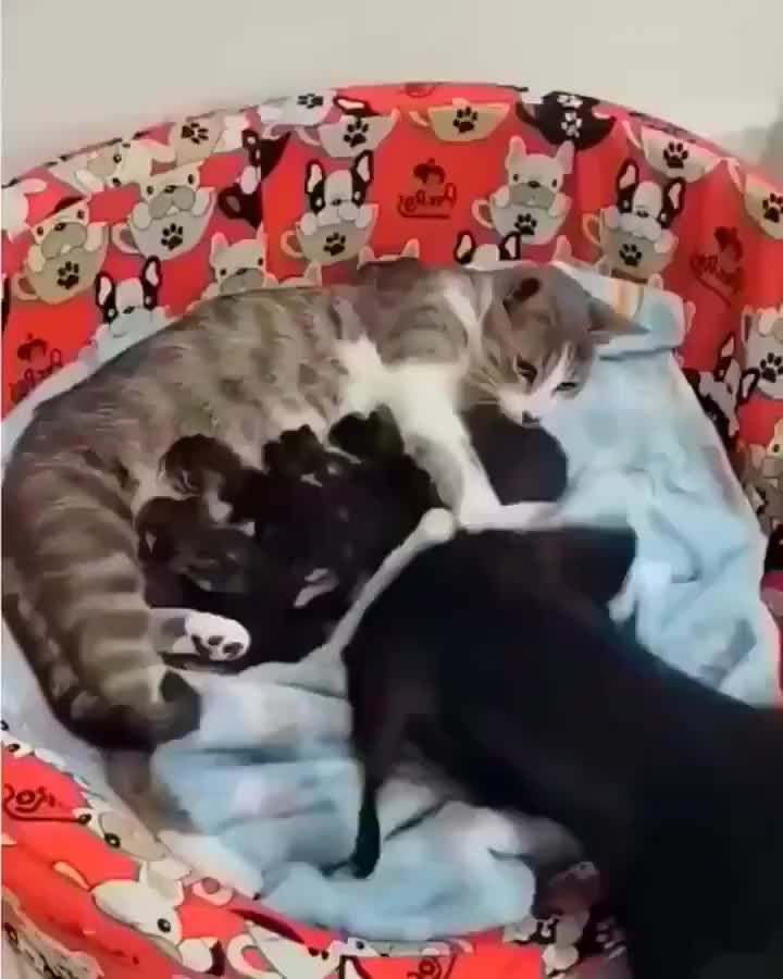 This contains: Cat lovers, dog lovers, cat and dog playing, dog and cat playing, friends forever, friends for life, dog for pet, dog for family, cat for pet, cat for family, cat funny video, dog funny video, cat parents, dog parents, cat adoption, dog adoption, Dog care, cat care, pet care, cat fun, funny cat, funny dog, siblings things, cute cat, cute dog,