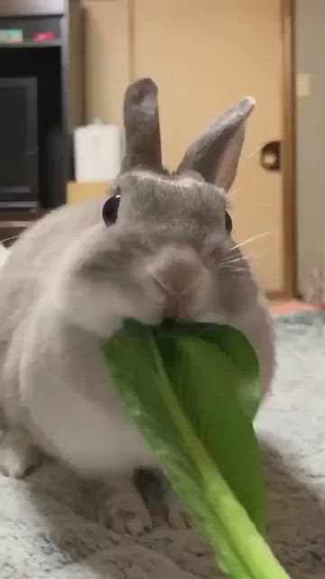 This may contain: a rabbit is holding a green object in it's mouth