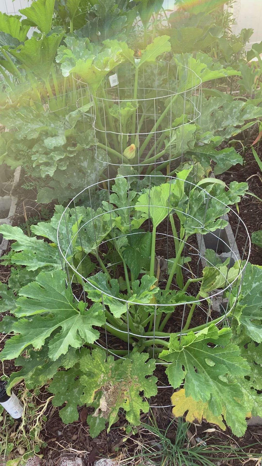 This may contain: a wire basket filled with green plants in the ground