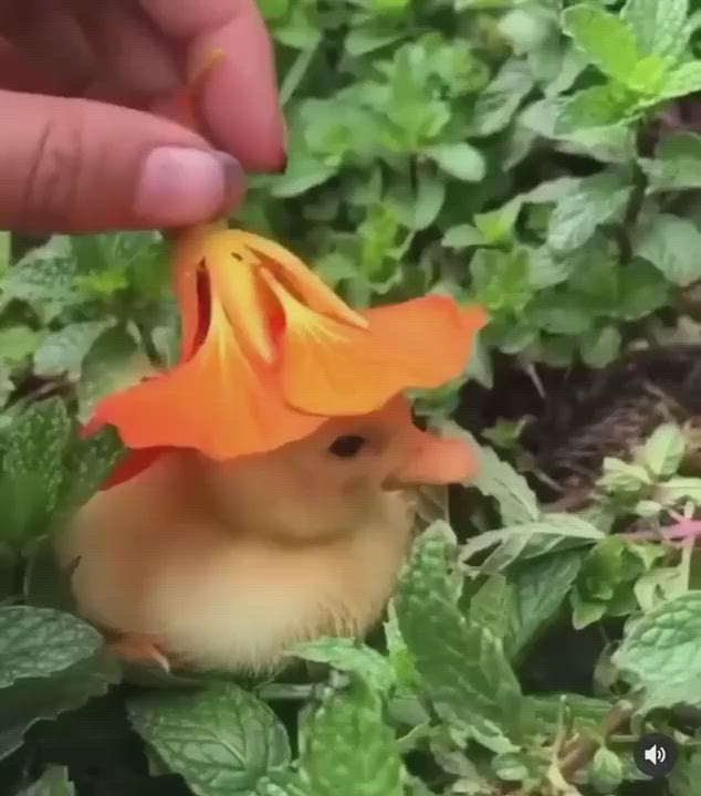 This may contain: a person is holding an orange flower in front of a small duck that has it's head on top of some leaves