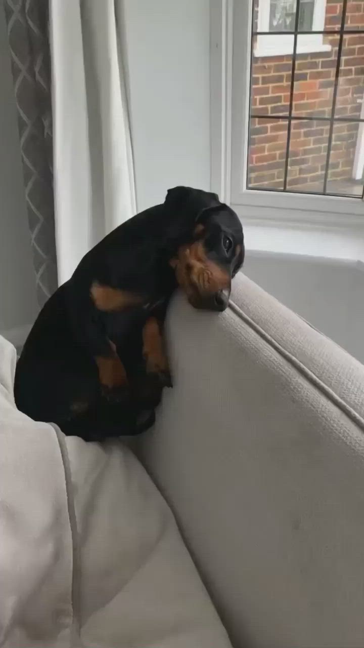 This may contain: a small black and brown dog sitting on top of a couch next to a window