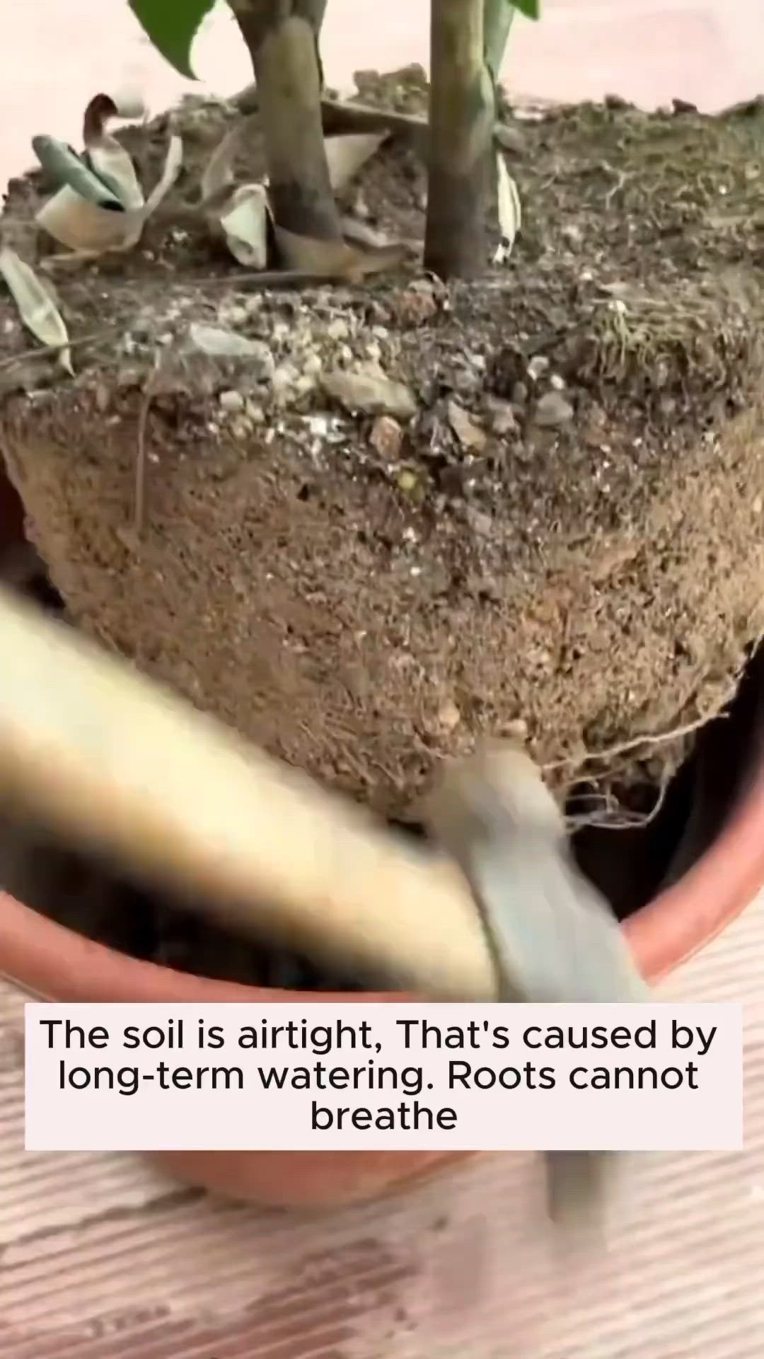 This may contain: the soil is alright that's cause by long - term watering roots cannot be used