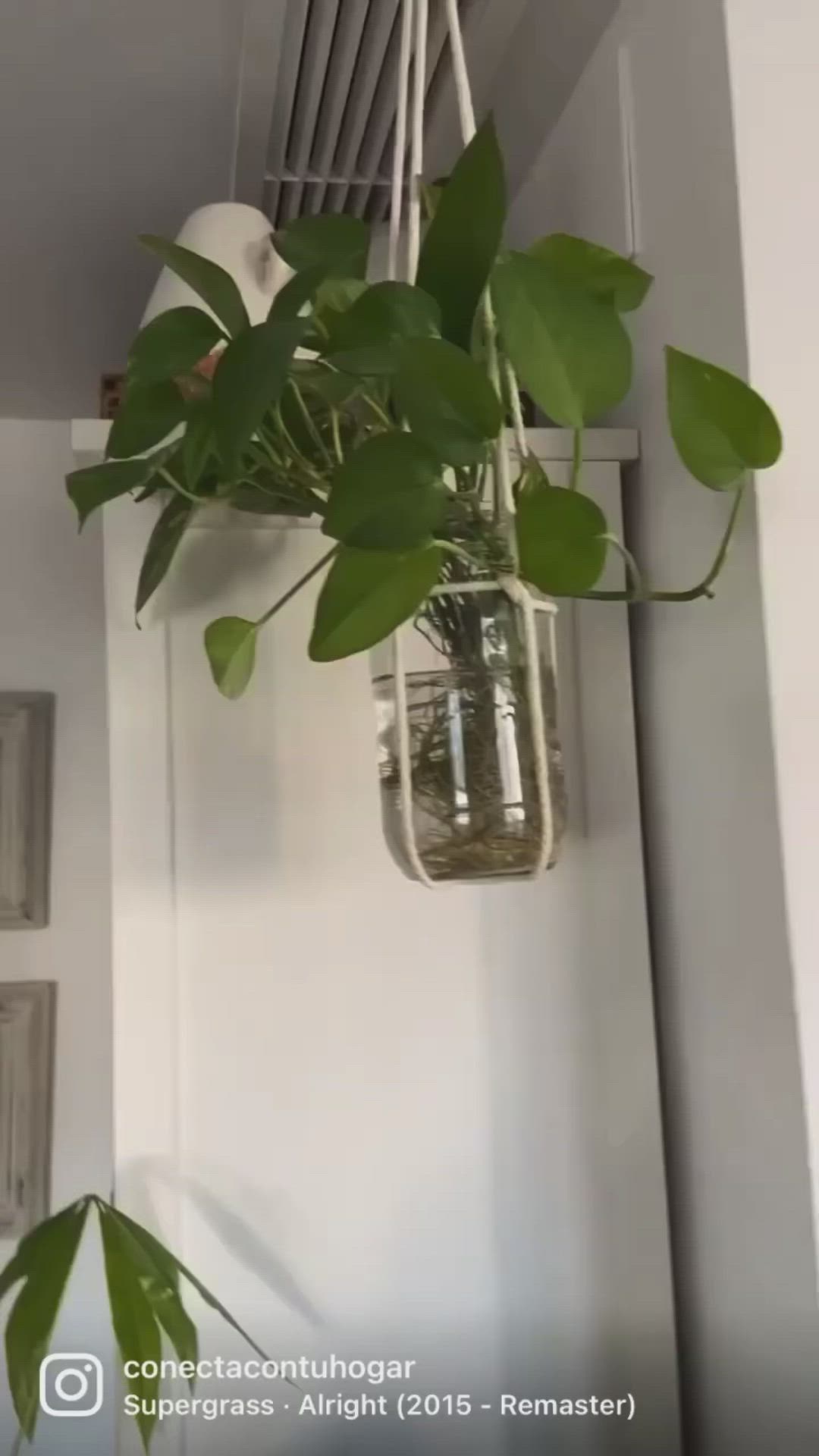 This may contain: a plant in a jar hanging from the ceiling