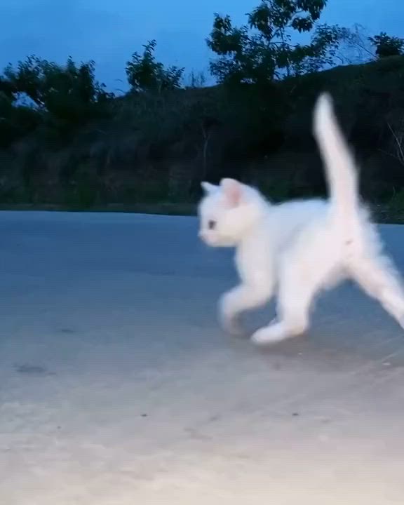 This may contain: a white cat is running across the street