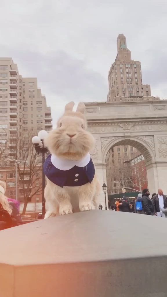 This may contain: a rabbit wearing a shirt sitting on top of a table in front of a building