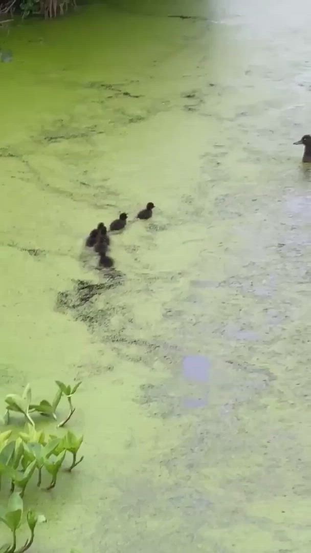 This may contain: three ducks are swimming in the green water