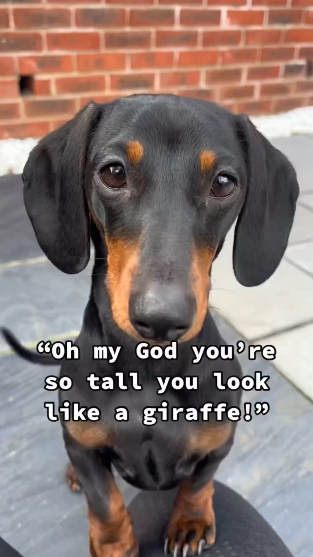 This may contain: a black and brown dachshund sitting on top of a skateboard with the words oh my god you're so tall you look like a giraffe?