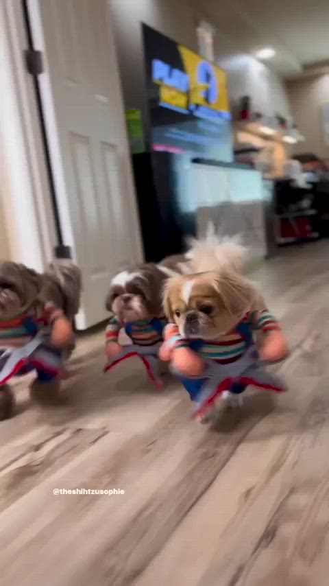 This may contain: three small dogs are dressed in clothes and running on the floor with their paws up