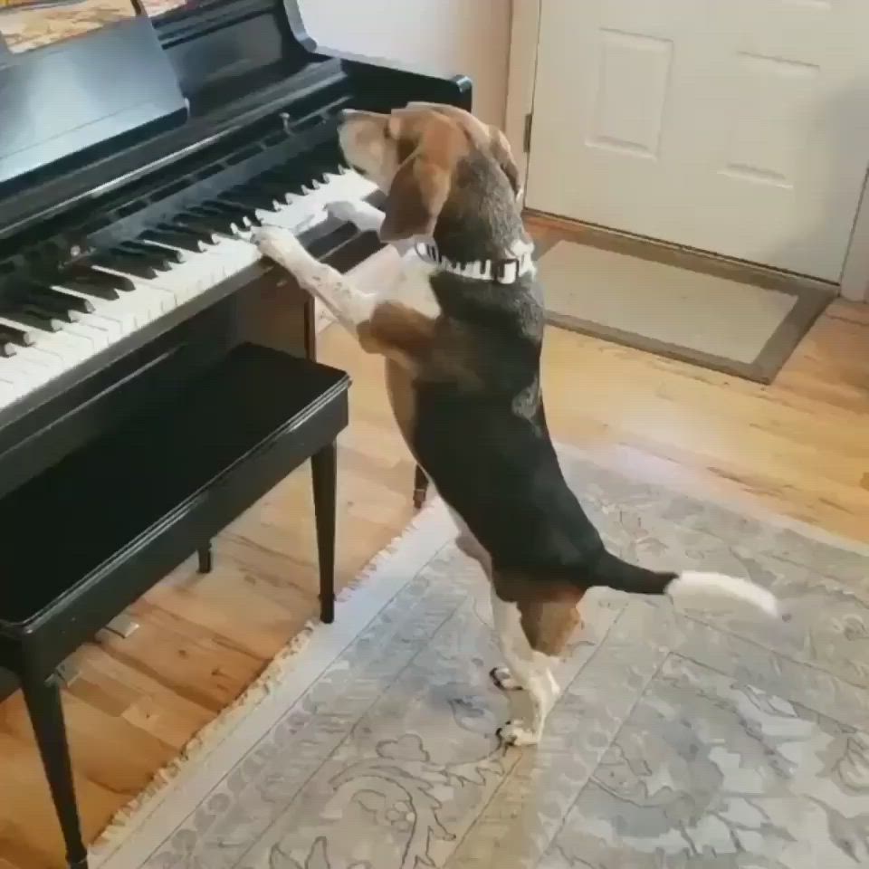 This may contain: a dog standing on its hind legs to play the piano