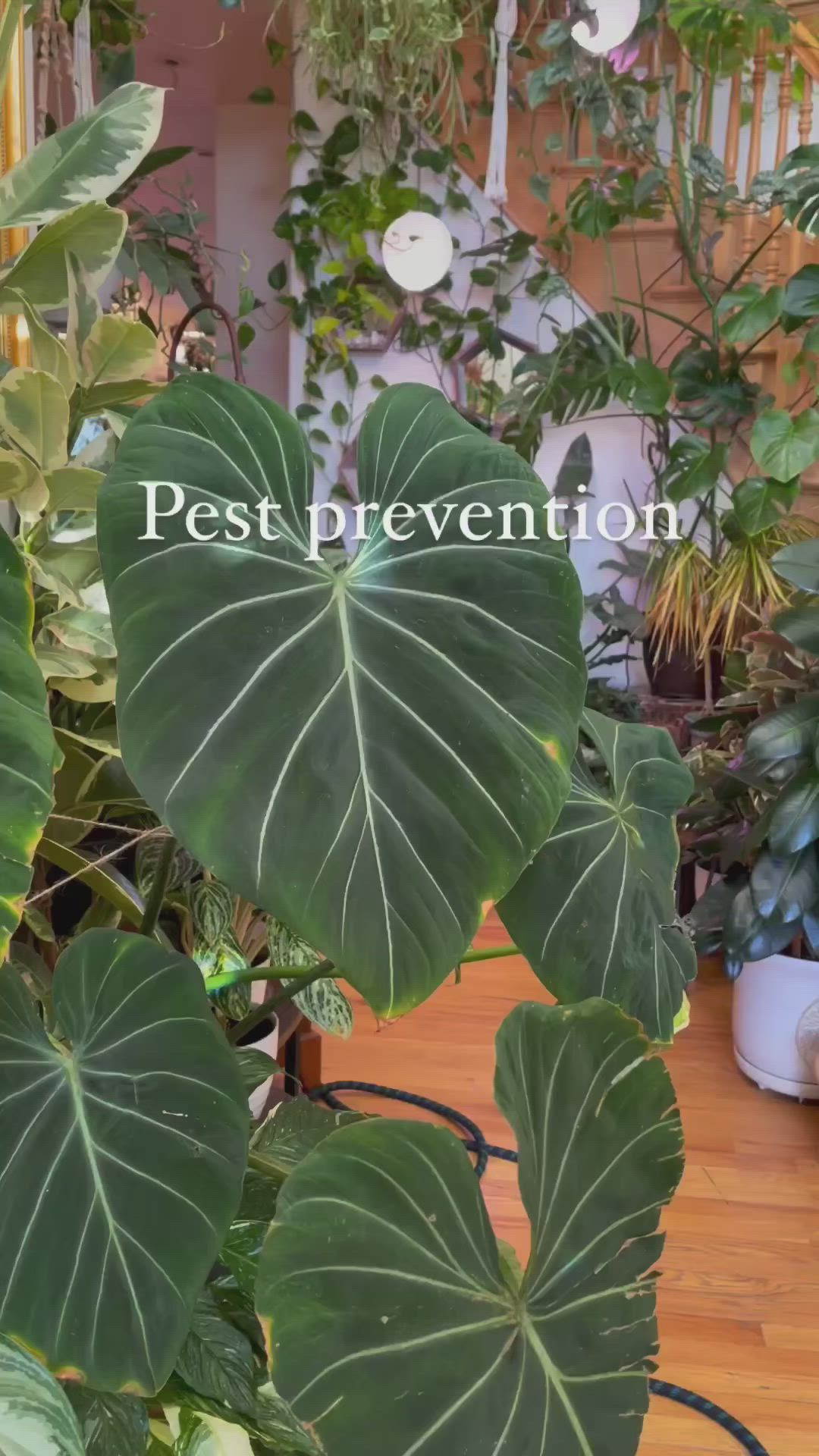 This may contain: a staircase with plants growing on it and the words pest prevention essentials overlay