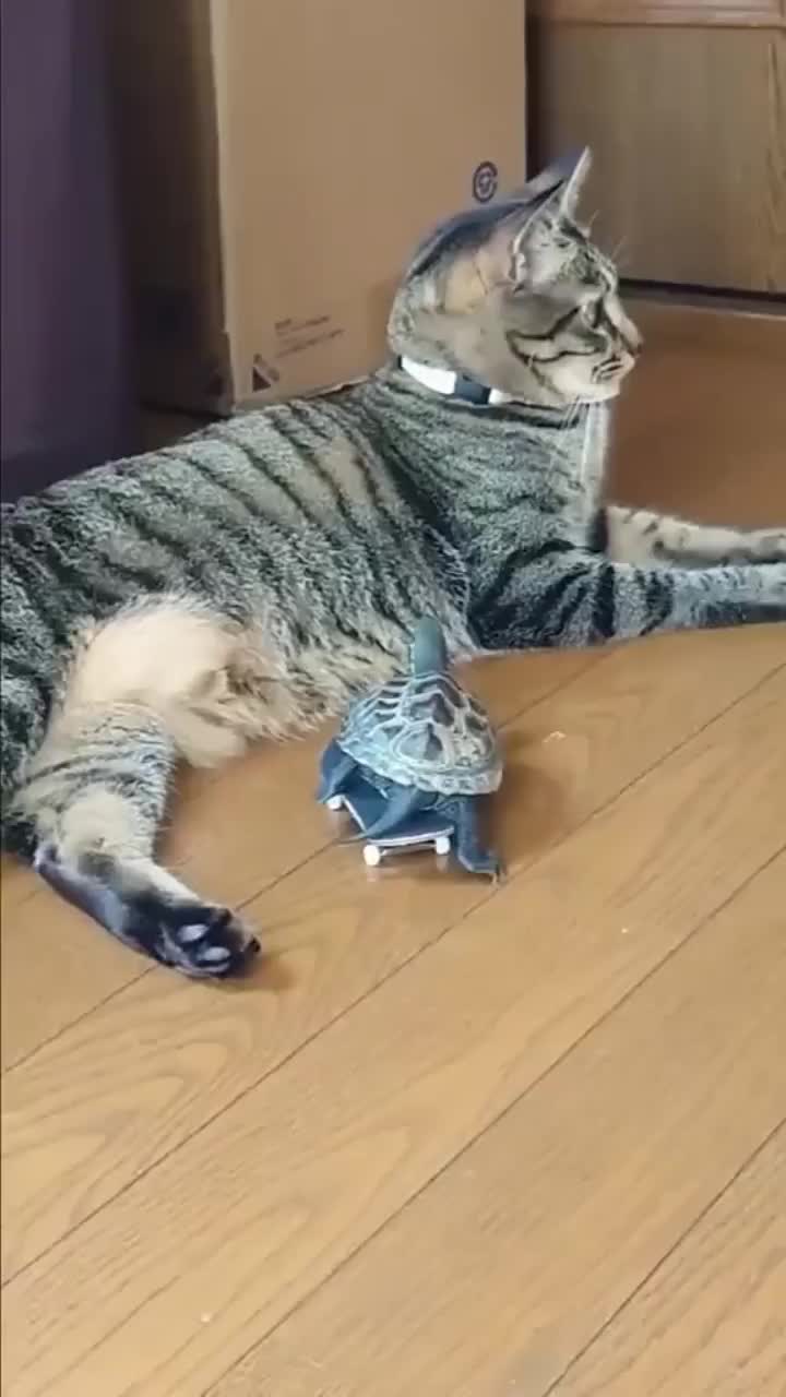 This may contain: a cat laying on the floor playing with a toy