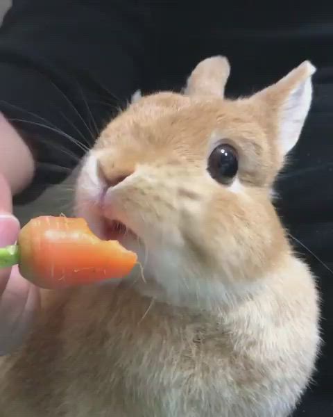 This may contain: a person feeding a small rabbit with a carrot in their hand and holding it up to its mouth