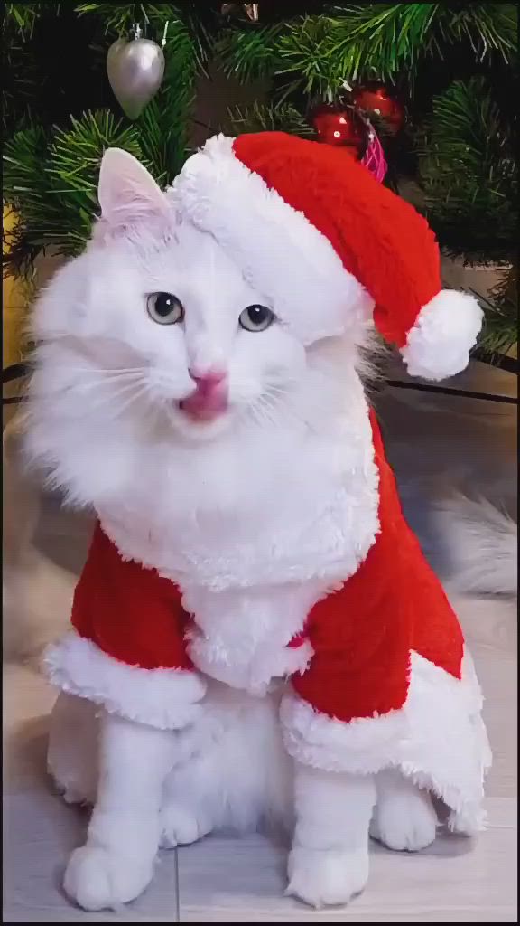 This may contain: three white cats are standing in front of a christmas tree