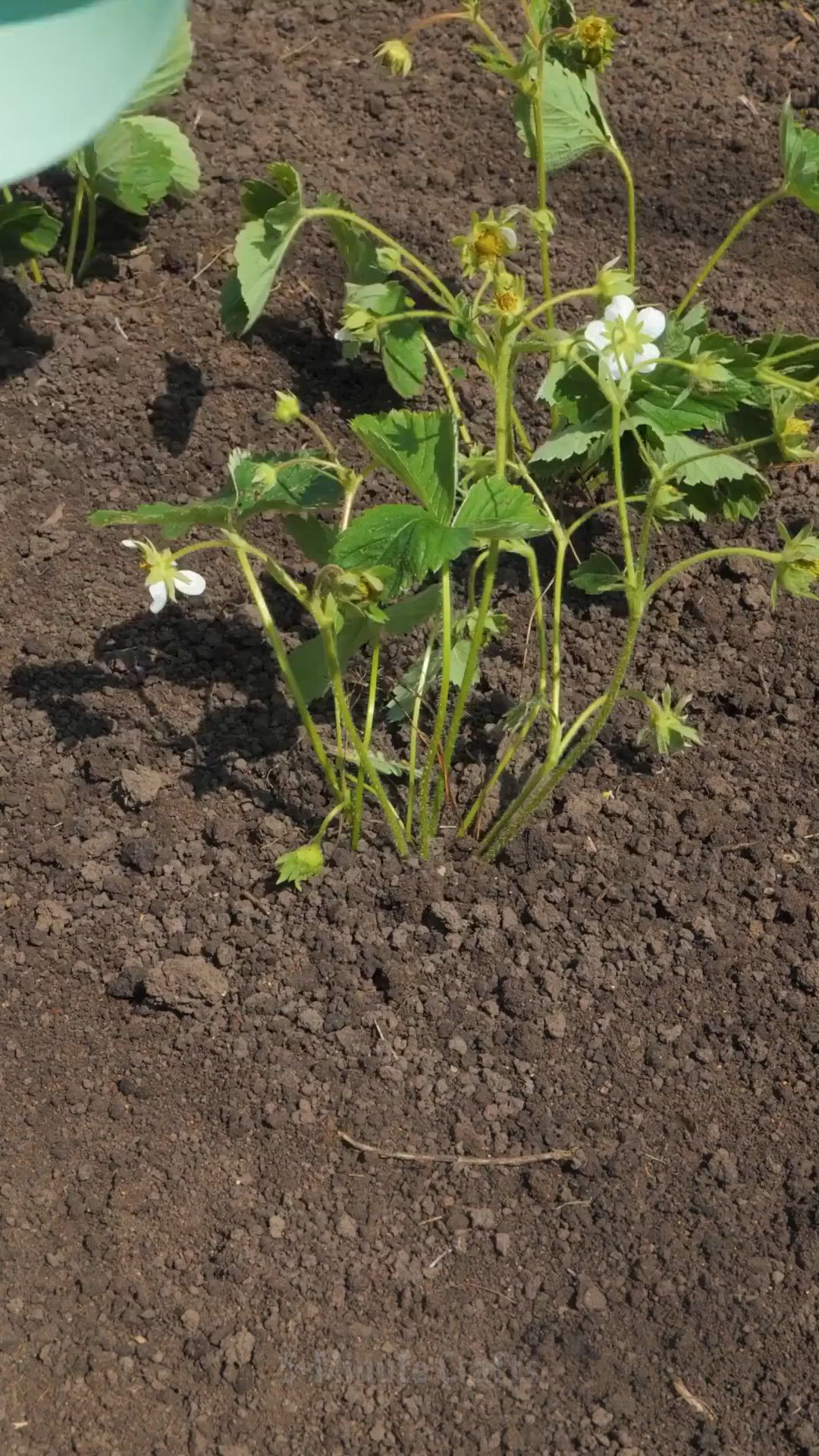 This may contain: a plant with white flowers growing in the dirt