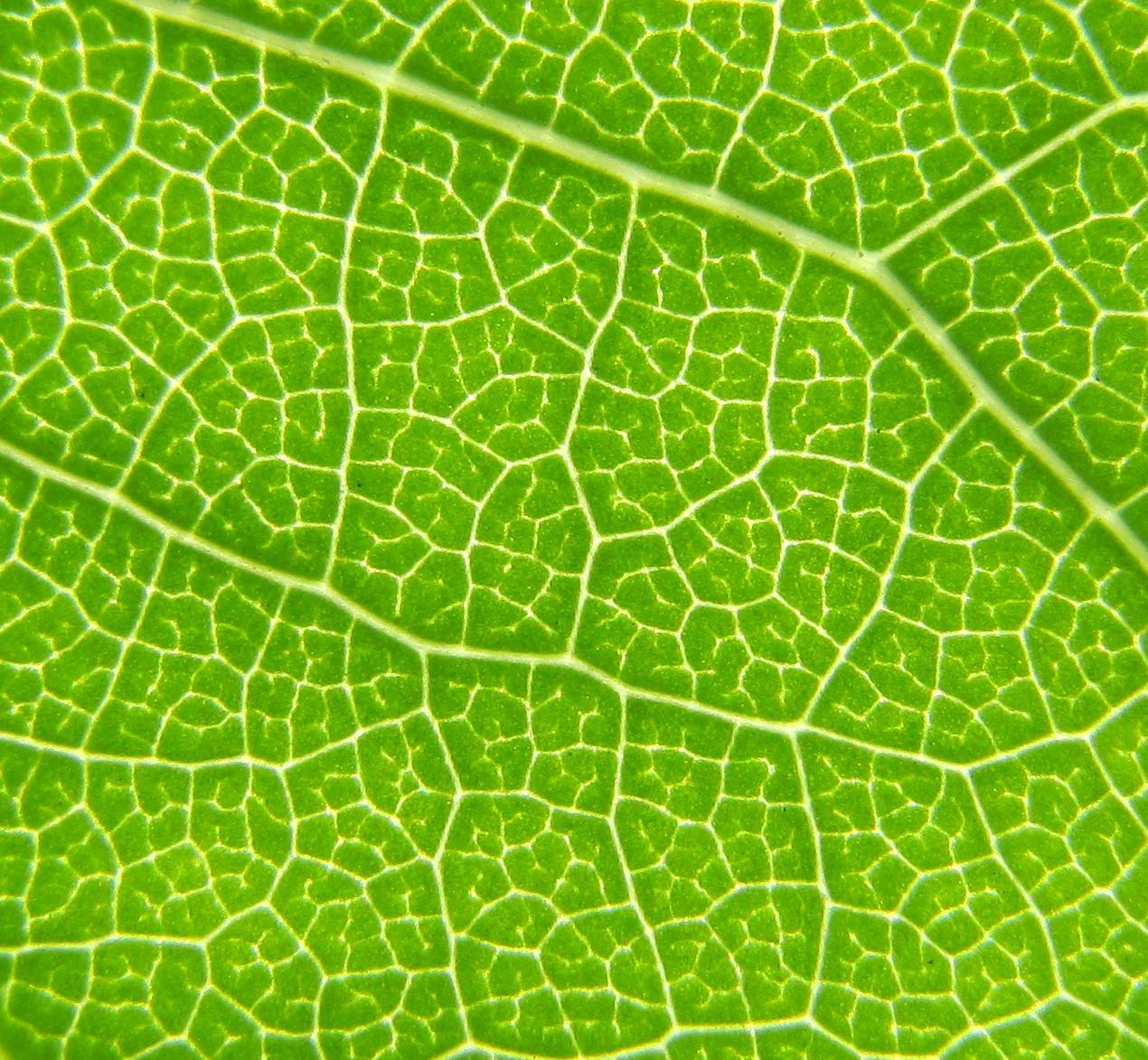 Fractal leaf vein patterns looks like a subdivision plot map. : r/pics