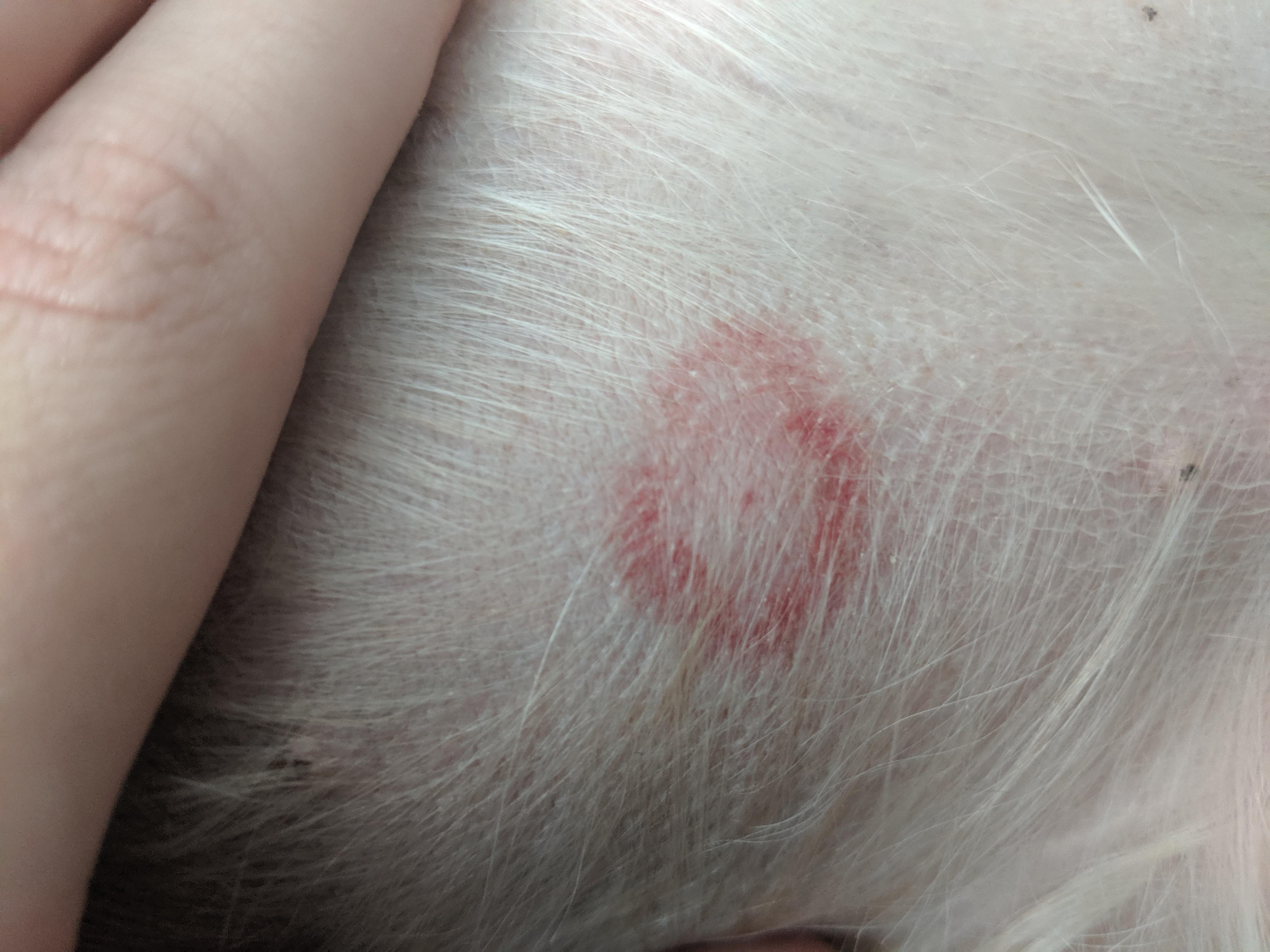 Can anyone suggest what might have bitten my dog? : r/veterinarian