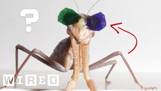 Why Are Praying Mantises Wearing 3D Glasses? | WIRED