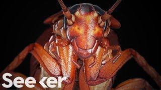 Cockroaches Are Indestructible, And the Secret Is in Their Genome