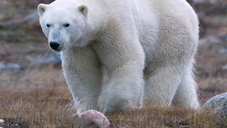 Three Things You Probably Didn't Know About Polar Bears