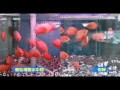 [ 台中水族 ]台灣HH-LR60-惠弘 LED水中燈-龍魚增豔燈具 60cm / 2尺/10W 特價 product youtube thumbnail