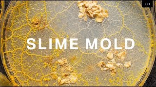 What self-driving cars can learn from brainless slime mold