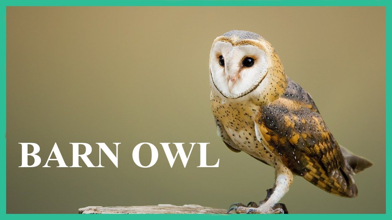 Barn Owl Scream Barn Owl Screech Barn Owl Call Common Barn Owl Sound Youtube