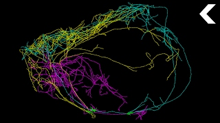 This Giant Neuron Could Explain Where Consciousness Comes From