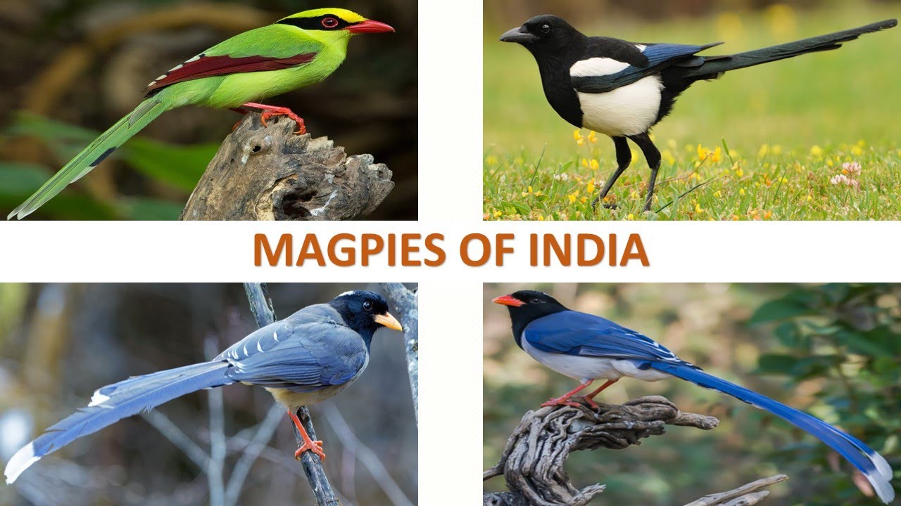 Magpies of India 🇮🇳 | Birds | Indian Birds - YouTube