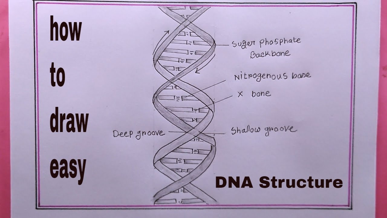 How To Draw A Dna Double Helix