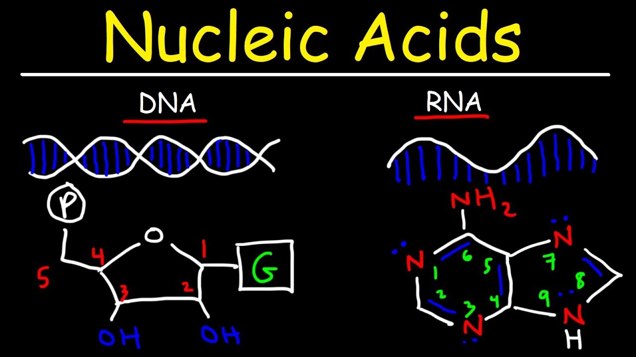 Nucleic Acid Dna And Rna