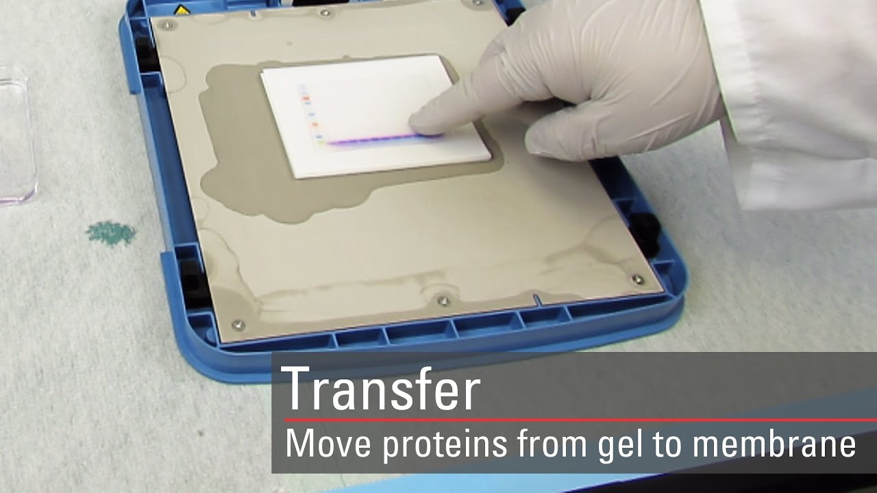 Western Blot Transfer