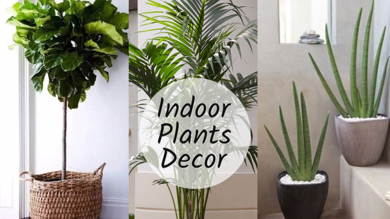 Home Decoration With Plants || Best Indoor Plants In India For ...