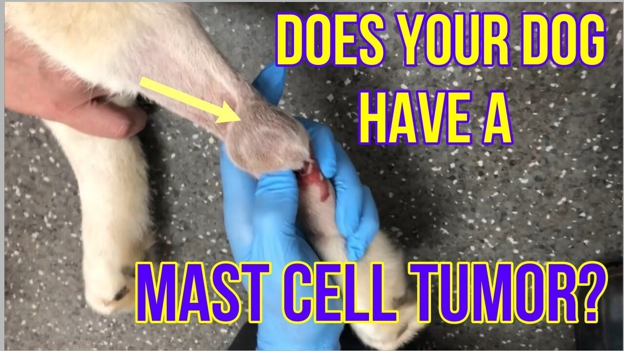 Does Your Dog Have A Mast Cell Tumor? Here's What You Need To Know ...