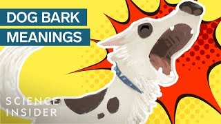 What Different Dog Barks Mean