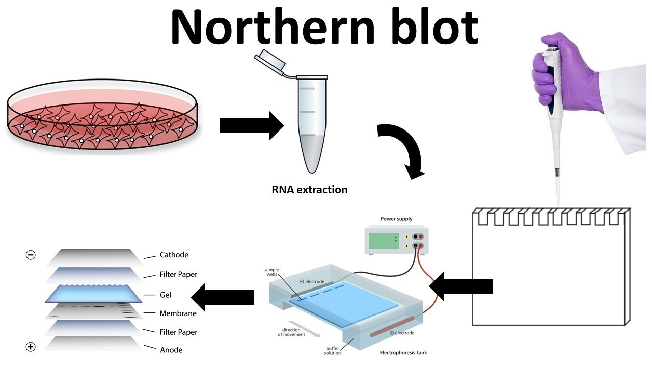 Top 123 + Western blot animation - Lifewithvernonhoward.com