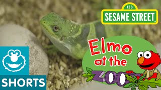 Sesame Street: Elmo Plays With Reptiles! (Elmo At The Zoo #8)