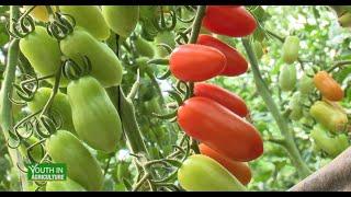 From humble beginnings to producing Cherry Tomatoes sustainably - Youth in Agriculture