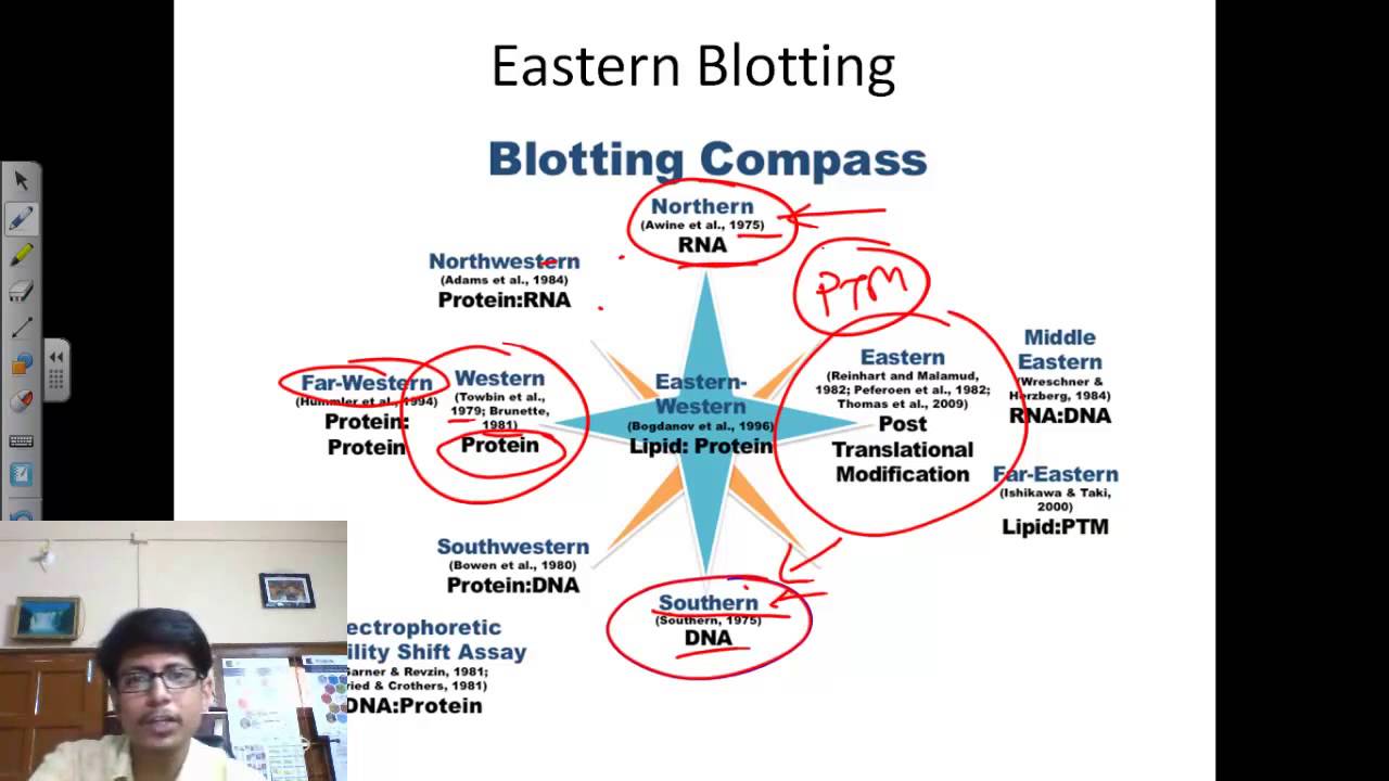 Steps of western blotting technique - picsreka