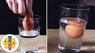 Floating Egg Experiment #scienceexperiment #shorts #backtobasics