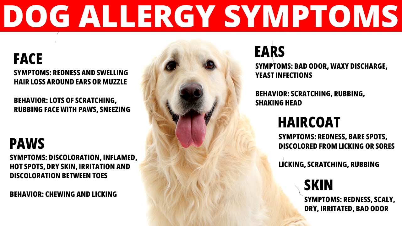 Dog Allergies Symptoms | How to Treat Dog Allergies - YouTube