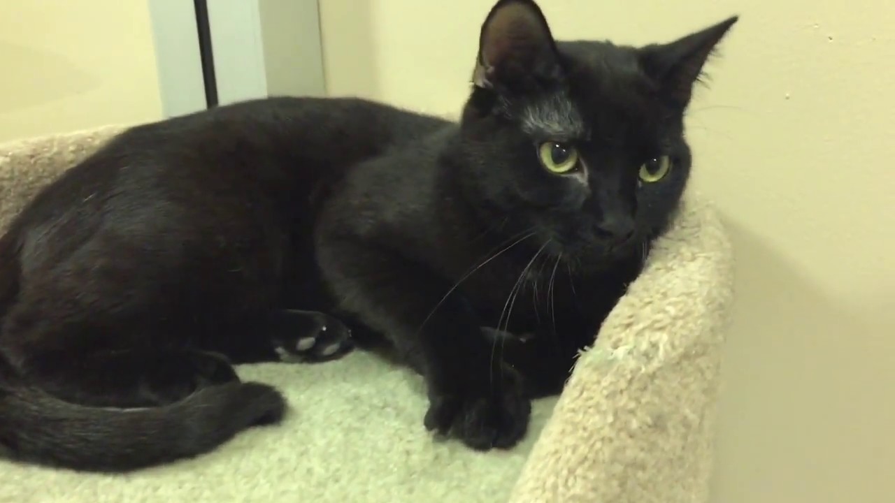 Ducky, Domestic Shorthair Mix Black Cat - YouTube