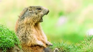 ALAN! ALAN!... STEVE? | Walk On The Wild Side | Funny Talking Animals | BBC Earth