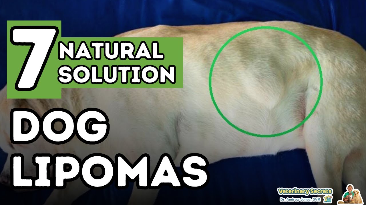 Is The Lump Under My Dog'S Skin A Lipoma? - Chihua.info | 2023