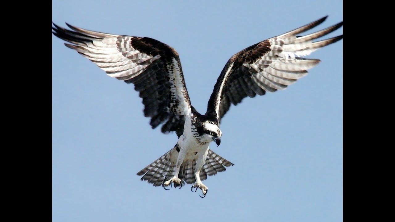 Osprey as a Spirit Guide: What it Means When You're Seeing Ospreys ...