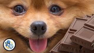 Why is Chocolate Bad for Dogs?